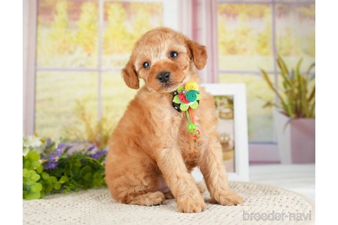 成約済の神奈川県のトイプードル-275360の5枚目