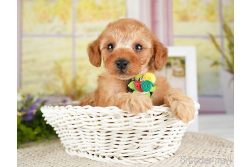 成約済の神奈川県のトイプードル-275360の6枚目