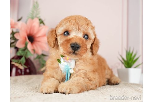 成約済の神奈川県のトイプードル-275363の1枚目