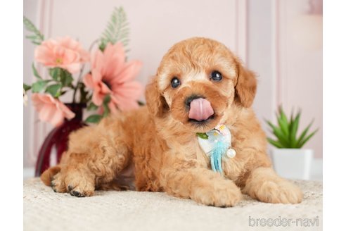 成約済の神奈川県のトイプードル-275363の6枚目