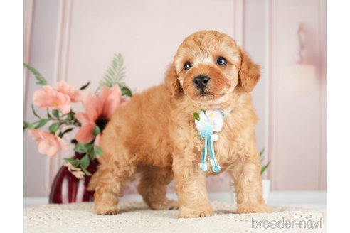 成約済の神奈川県のトイプードル-275363の3枚目