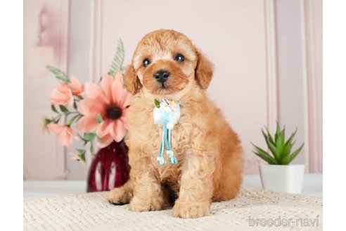 成約済の神奈川県のトイプードル-275363の4枚目