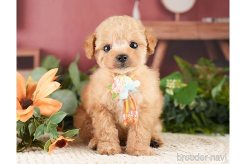 成約済の神奈川県のタイニープードル-275365の1枚目