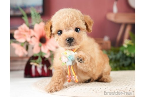 成約済の神奈川県のタイニープードル-275365の3枚目