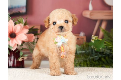 成約済の神奈川県のタイニープードル-275365の4枚目