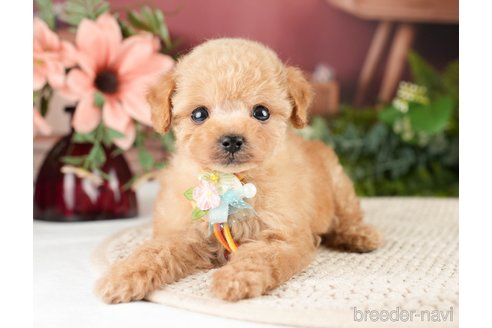 成約済の神奈川県のタイニープードル-275365の5枚目