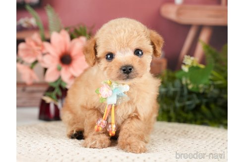 成約済の神奈川県のタイニープードル-275365の6枚目