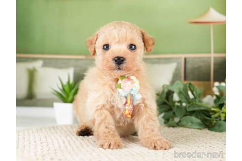 成約済の神奈川県のタイニープードル-275377の3枚目