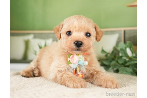 成約済の神奈川県のタイニープードル-275377の1枚目