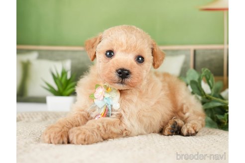 成約済の神奈川県のタイニープードル-275377の4枚目