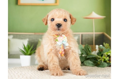 成約済の神奈川県のタイニープードル-275377の5枚目