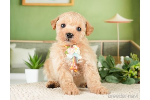 成約済の神奈川県のタイニープードル-275377の6枚目