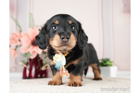 成約済の神奈川県のミニチュアダックスフンド(ロングヘアード)-275378の4枚目