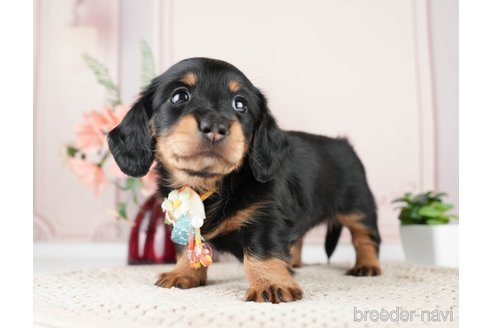 成約済の神奈川県のミニチュアダックスフンド(ロングヘアード)-275378の5枚目