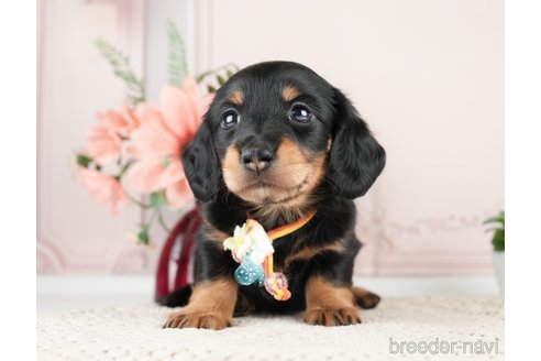 成約済の神奈川県のミニチュアダックスフンド(ロングヘアード)-275378の6枚目