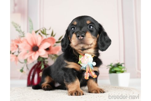成約済の神奈川県のミニチュアダックスフンド(ロングヘアード)-275378の7枚目