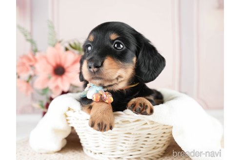 成約済の神奈川県のミニチュアダックスフンド(ロングヘアード)-275378の3枚目