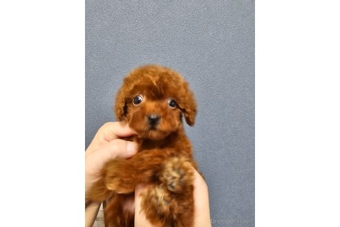 成約済の埼玉県のティーカッププードル-275403の3枚目