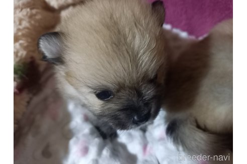 成約済の福岡県のポメラニアン-271455の5枚目