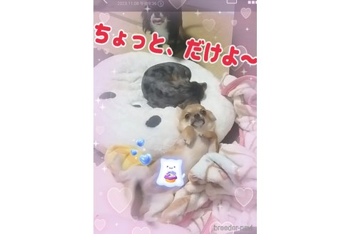 販売中の大阪府のチワワ(ロングコート)-268027の31枚目