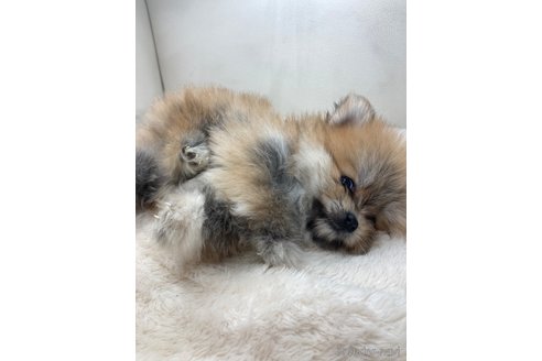 成約済の千葉県のポメチワ:ポメラニアン×チワワ-275521の3枚目