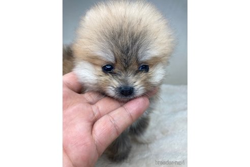 成約済の千葉県のポメチワ:ポメラニアン×チワワ-275521の5枚目