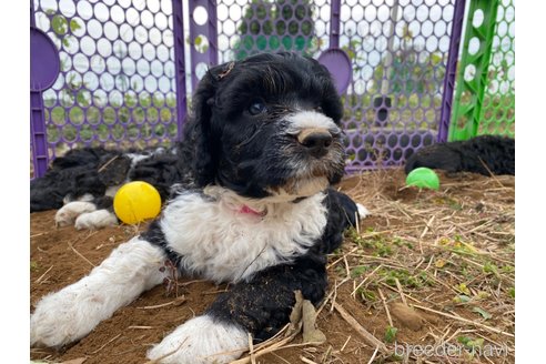 成約済の東京都のその他の犬種-275520の11枚目