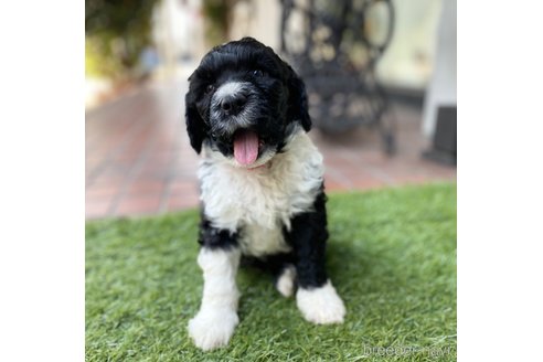 成約済の東京都のその他の犬種-275520の7枚目