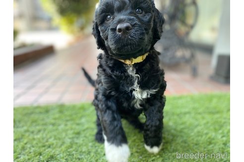 成約済の東京都のその他の犬種-275527の17枚目