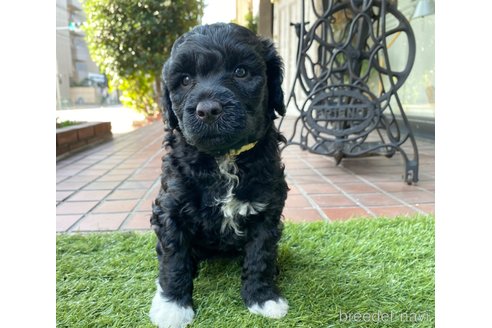 成約済の東京都のその他の犬種-275527の16枚目