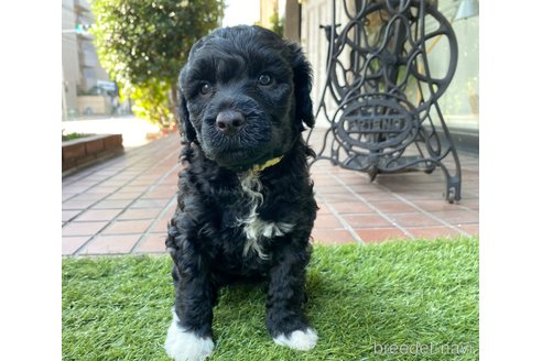 成約済の東京都のその他の犬種-275527の19枚目