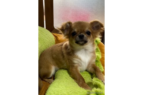 成約済の香川県のチワワ(ロングコート)-261340の2枚目
