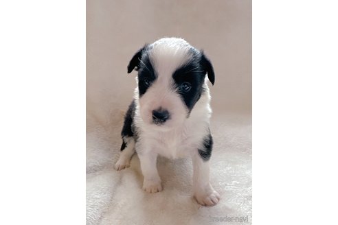 成約済の山口県のボーダーコリー-275534の2枚目