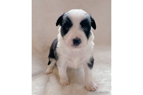 成約済の山口県のボーダーコリー-275534の3枚目