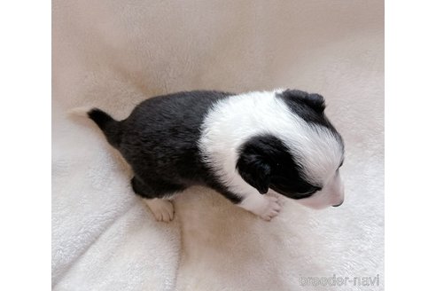 成約済の山口県のボーダーコリー-275534の5枚目