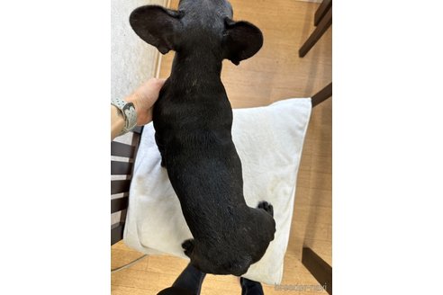 成約済の千葉県のフレンチブルドッグ-270506の5枚目