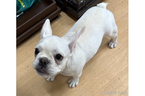 成約済の千葉県のフレンチブルドッグ-270501の3枚目