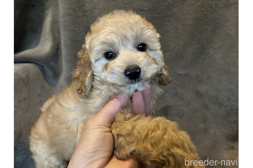 成約済の茨城県のコッカプー:アメリカンコッカースパニエル×トイプードル-268836の7枚目