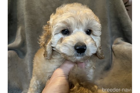 成約済の茨城県のコッカプー:アメリカンコッカースパニエル×トイプードル-268836の6枚目