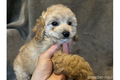 成約済の茨城県のコッカプー:アメリカンコッカースパニエル×トイプードル-268836の5枚目