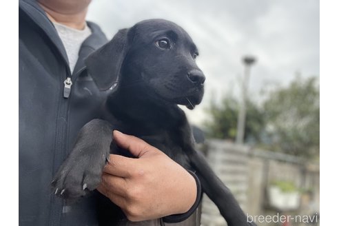 成約済の奈良県のラブラドールレトリーバー-271354の3枚目