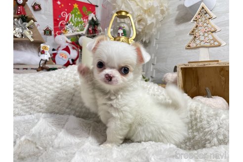 成約済の京都府のチワワ(ロングコート)-272231の12枚目