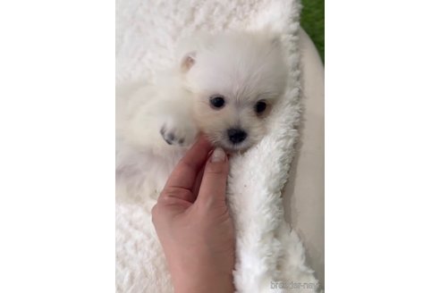成約済の福岡県のポメマル:ポメラニアン×マルチーズ-274067の7枚目