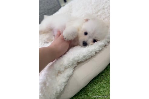成約済の福岡県のポメマル:ポメラニアン×マルチーズ-274067の8枚目