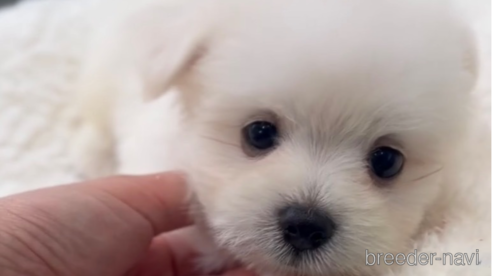 成約済の福岡県のポメマル:ポメラニアン×マルチーズ-274067の6枚目