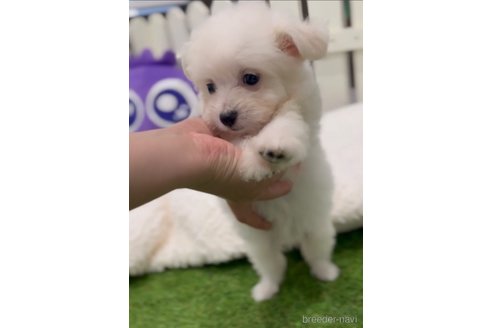 成約済の福岡県のポメマル:ポメラニアン×マルチーズ-274079の9枚目