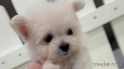 成約済の福岡県のポメマル:ポメラニアン×マルチーズ-274081の1枚目