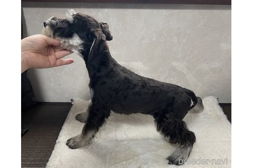 成約済の東京都のミニチュアシュナウザー-255991の3枚目