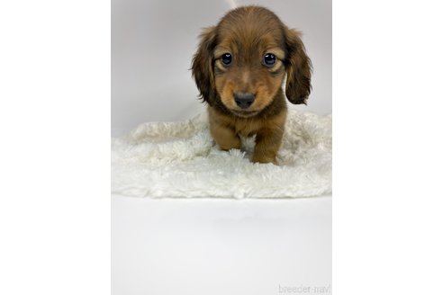販売中の群馬県のカニンヘンダックスフンド(ロングヘアード)-271794