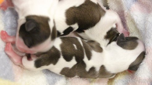 成約済の愛知県のシーズー-275609の40枚目